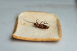 Close up cockroach lying dead on a slice of bread