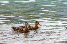 Ducks On The Lake. Small And Young Duck Are Waiting For Food From Tourists. Cute And Funny Animals