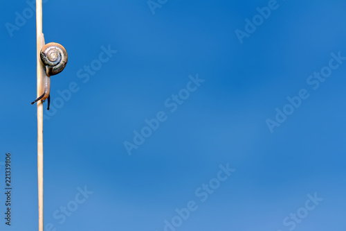 Zdjęcie XXL Ślimaczek na słomie na niebieskiego nieba tle.