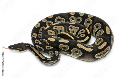 Zdjęcie XXL python wąż gad na białym