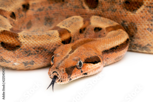 Plakat python wąż gad na białym