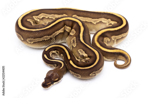 Plakat python wąż gad na białym