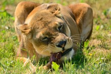 Close Up Of A Lioness Eating Meat