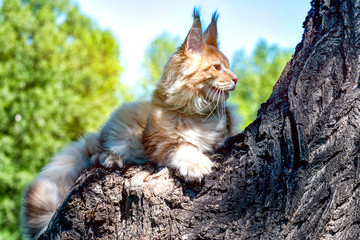 maine coon kitten sitting on tree in forest, park on summer sunny day.