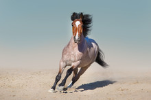Roan Horse Free Run Fast In Sandy Dast