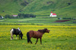 Sommerbilder von Island