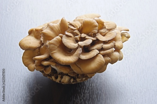 舞茸 マイタケ Maitake Mushroom Stock Photo Adobe Stock 舞茸 マイタケ Maitake Mushroom Stock Photo Adobe Stock