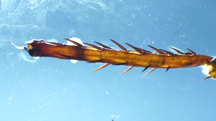 Detailed Microscopic Footage of insect wings