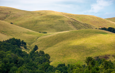 beech forest on rolling hills of mountain ridge. beautiful scenery with alpine meadows. wonderful nature background