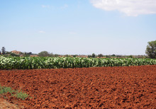 Plowed Agricultural Field With Red Soil In Cyprus