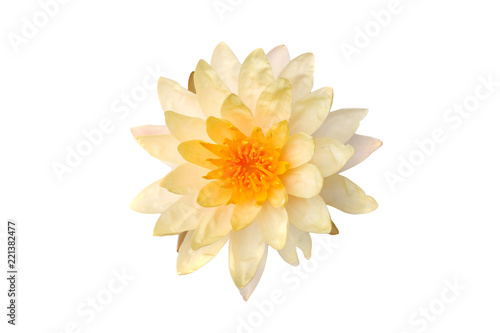 Lotus lotus white backdrop