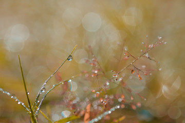 Canvas Print - Water drop on grass, bokeh And the sun after the rain.