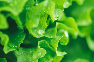 Wall Mural - Macro photography of fresh wet green salad. The concept og healthy lifestyle.