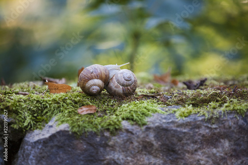 Fotografie, Obraz Helix pomatia (Roman snail, Burgundy snail, edible snail, escargot) is a species of large, edible, air-breathing land snail