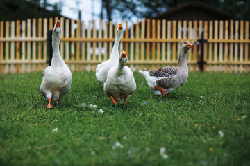 Wall Mural - Geese and sheep on a farm