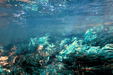 Fototapeta Do akwarium - algae in the ocean underwater photo / landscape ecosystem of the ocean, green algae underwater