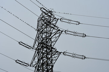 Electrical / Transmission tower and birds on a grey sky