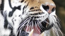 Tiger Yawns, Close-up