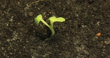 Lonely Small Green Plant Dying In The Ground Background Dry Land, Global Warming, Draught Concept, Disaster, Life Cycle, Pain Death, No Water, Time Lapse Ecology Zoom Out, Germination, Place For Text