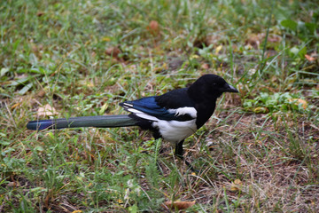 Magpie on a grass