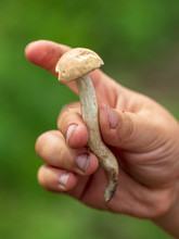 Edible Wild Mushroom In The Boy's Hand