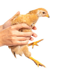 Chicken in hand on a white background