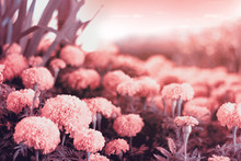 Pink Flower Background. Romantic Of Pink Nature Landscape.