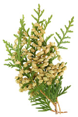 Wall Mural - a branch of a thuja tree with young yellow yellow cones. isolated