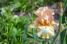 Close-up View Of An Iris Flower On Background Of Green Leaves And Flower Beds. Beautiful Varietal Qualified Pink Orange Peach Garden Irises. Selective Focus