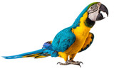 Fototapeta  - Macaw Parrot isolated on white