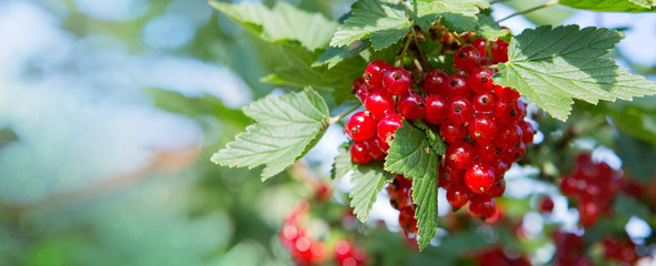 Red currants in the summer garden. Garden background.