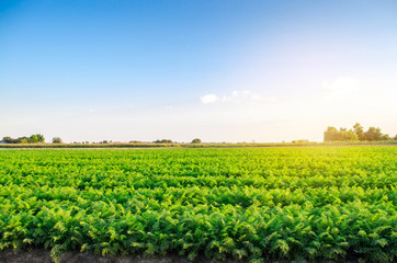 plantations of carrots grow in the field. organic vegetables. landscape agriculture.