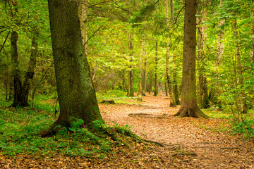 Wall Mural - A path in the autumn forest, a beautiful authentic landscape