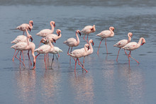 Namibia, Walvis Bay, Flock Of American Flamingos And One Lesser Flamingo