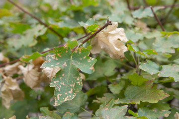 Green tree that is going to change color at beginning of autumn