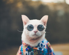 Portrait Of Hipster White Cat Wearing Sunglasses  And Shirt,animal  Fashion Concept.
