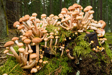 Young Specimens Of Honey Fungus (Armillaria Mellea) Growing In A Cluster On A Tree Stump In A Forest.