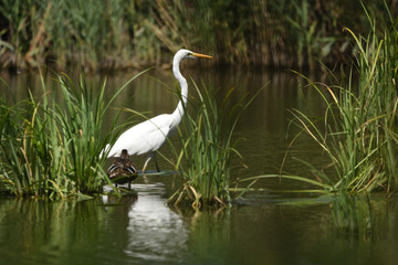 great egret (ardea alba), real wildlife - no zoo