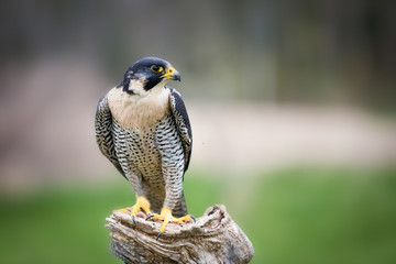 Fototapete - Peregrine falcon