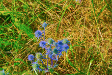 The Prickly Plant Is The Bluehead Eryngium Planum.