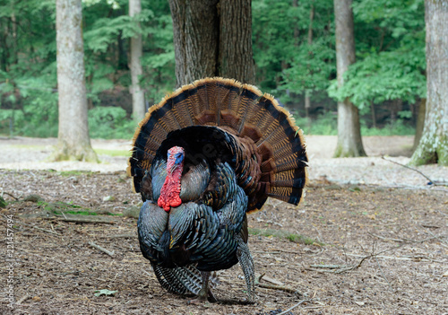 Fotografie, Obraz Male Turkey with Bright Colorful Plumage