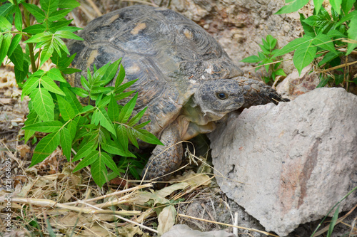 Zdjęcie XXL Testudo graeca tortoise - grecki żółw w parku