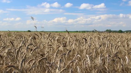 Wall Mural - Golden wheat field against a blue sky and clouds
