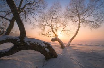 Wall Mural - winter trees at the sunset