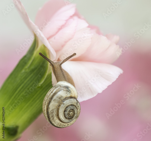 Zdjęcie XXL Ślimaczek na goździku z różowym tłem