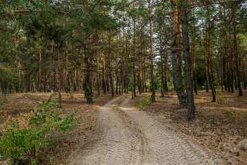 Canvas Print - Dirt road in the autumn pine forest