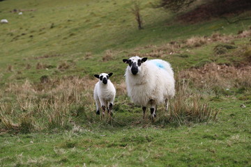 Wall Mural - Sheep with Lamb