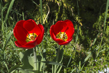 Några Röda Tulpaner Som Blommar I En Av Stockholms Parker