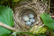 Acrocephalus palustris. The nest of the Marsh Warbler in nature. Common Cuckoo (Cuculus canorus) egg