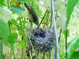 Acrocephalus palustris. The nest of the Marsh Warbler in nature.